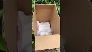 Tik Tok Chó Phốc Sóc Mini 😍 Funny and Cute Pomeranian #short