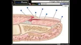 Anatomy of a finger nail , cuticle, nail bed, nail plate, hyponychium, nail matrix,