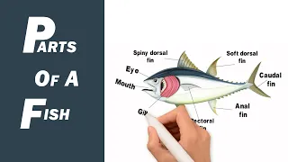 parts of a fish | English Vocabulary