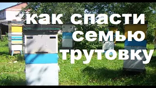 Как спасти семью трутовку?