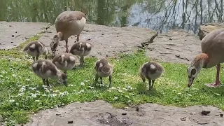 Eyqptian goose with 6 Chicks / Nilgans mit 6 Küken Pfühlpark - Heilbronn