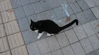 Friendly  tuxedo cat meows for food