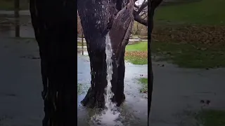 Why did this Tree Pump out Water?
