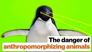 "Evil" penguins: The reason you shouldn’t anthropomorphize animals | Lucy Cooke | Big Think