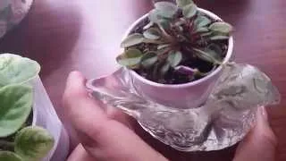 African violet collection (trailers)