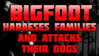 BIGFOOT HARASSES FAMILIES AND ATTACKS THEIR DOGS