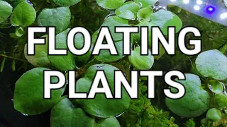 Floating Plant Care Guide - Which Is Best For You?