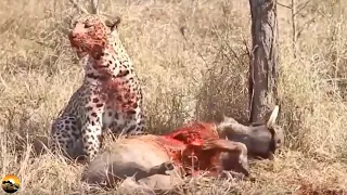 Warthog Fight Back Leopard - Wild Animal Life