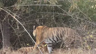 Mating tigers at Tadoba - March 2022