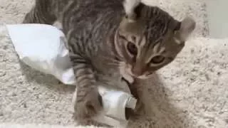 MILO THE Cutest LYNX KITTEN PLAYS WITH TOILET PAPER #12