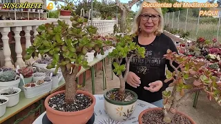 TIPS PARA CUIDAR TU ARBOL DE JADE Y GOLUM