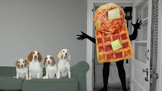 Dogs vs Waffle Head Prank! Funny Dogs Maymo, Penny, Potpie & Indie Invaded by Waffles