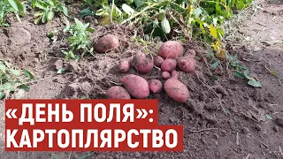 "День поля" у селі поблизу Луцька: аграрії обмінювались досвідом з вирощування картоплі