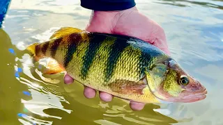 Mississippi River JUMBO Perch Fishing! - Wisconsin's BEST Perch Fishing Location!