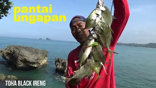 FULL SETRIKE TANPA BASA BASI. PANTAI UNGAPAN MALANG SELATAN JAWA TIMUR. MICRO FISHING