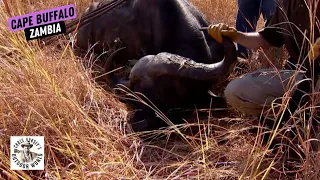 Adrenaline-Fueled Hunt for his First Cape Buffalo