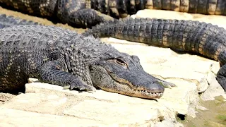 Autism Sensory, Calming Video, Cute Alligator