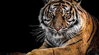 Ultimate Wild Animals Collection in 8K ULTRA HD / 8K TV (FUHD) Demo 8K