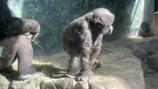 Fort Worth Zoo Baby Gorilla