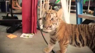 A Tiger's Tail - "I Got You" by Kari Kimmel - Music Video [HD]