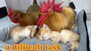 So funny and cute!The mother cat asked the hen and the rooster to act as babysitters for the kittens
