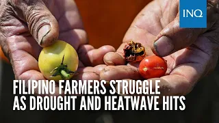 Filipino farmers struggle as drought and heatwave hits