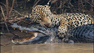The Jaguar hunts caiman along the Amazon river. Wild Animal Documentary.