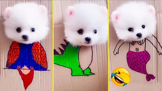 Cute Pomeranian Puppies Doing Funny Things #12 | Cute and Funny Dogs 2024 - VN Pets