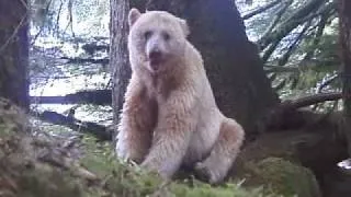 The Spirit Bear