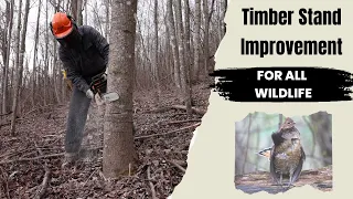 How Intentional Timber Stand Improvement (TSI) Benefits All Wildlife