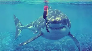 15 Largest Monster Sharks Ever Caught on Camera