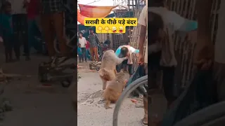 #बंदर #हनुमान #monkey #monkeyattack #shorts #youtubeshorts #bandar #hanuman #viral #bandarattack