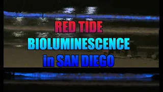 Red Tide Bioluminescence in San Diego