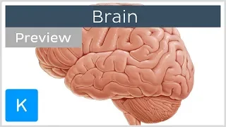 Introduction to the brain (preview) - Human Anatomy | Kenhub