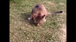 Cat vs lizard/ Кошка против ящерицы