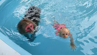 Kobi helps baby monkey Mon overcome fear when learning swimming pool