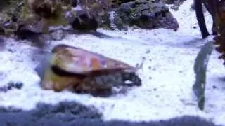 jumping conch