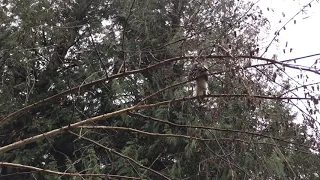 Kitten falls from tree