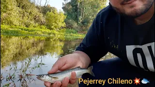 Pesca de Pejerrey Chileno | Devolución