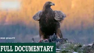 Eagles: The Kings of the sky/Mountain | Free Documentary