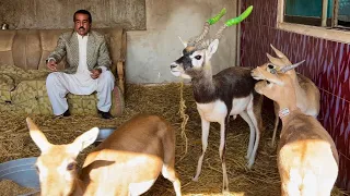 Black Buck Deer Breeding Farm, How To Start Deer Farming, Goat Farming, Bakra Farm Hsn Entertainment