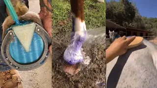 The Most Satisfying Equestrian TikToks pt 3