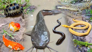 Wow! Catch jumbo catfish in the hole, there are snakehead fish, eels, ornamental fish, koi fish