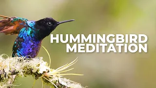 Hummingbird Meditation with Relaxing Music | Hummingbirds of Colombia