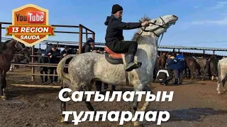 Бұл түсірілімде тек қана тұлпарлар 🐎 Шымкент мал базары.