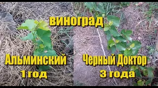 Саженец винограда Альминский, виноград Черный Доктор.