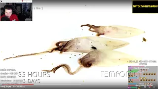 Hellyeahplay смотрит: Squids Calamari Time-lapse