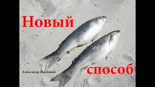 Как ловить кефаль с берега