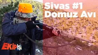 Sivas Domuz Avı 1 ( Büyük Sürünün Peşinde )  Ekip İşi 2.Bölüm Yaban Tv Wild Boar Hunting