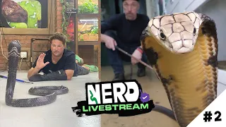 Kevin + Dingo Dinkelman show off some amazing venomous snakes!